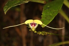 (c) Adrien Jailloux, some rights reserved (CC BY) Scaphosepalum grande, photograph (c) Adrien Jailloux, some rights reserved (CC BY)