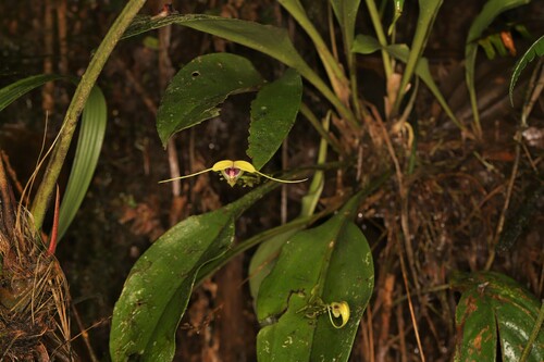 Scaphosepalum grande, photograph 4