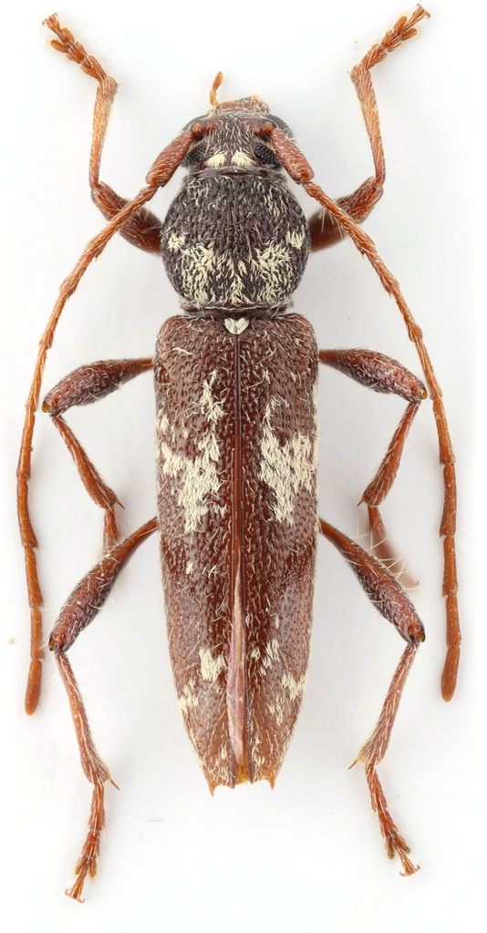 Anopliomorpha antillarum