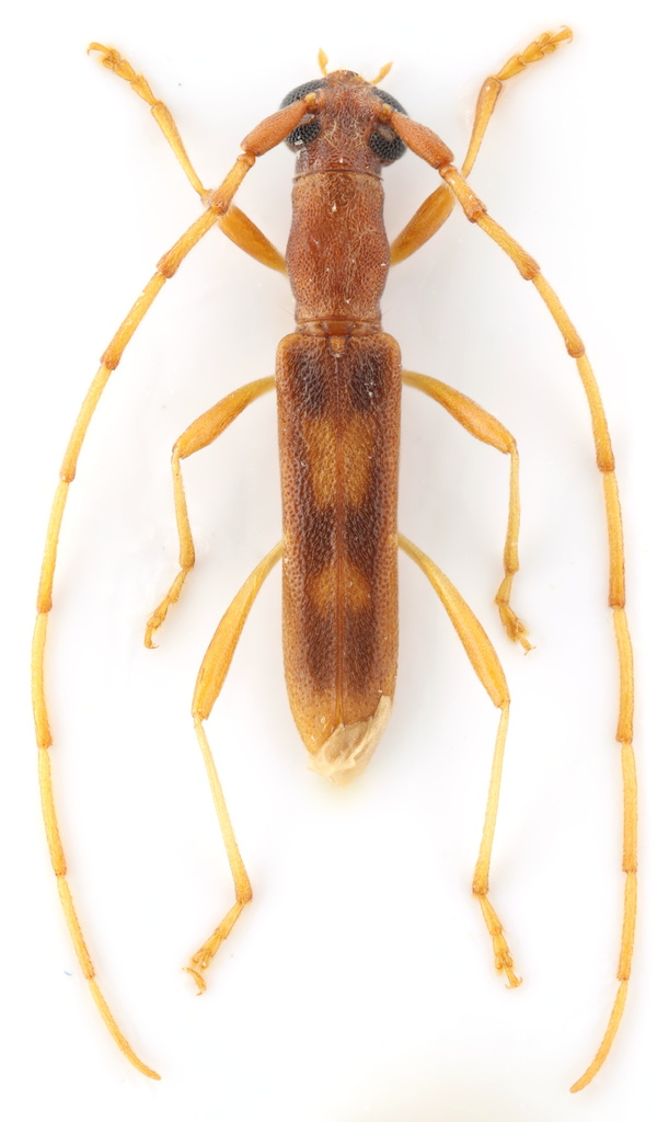 Caribbomerus elongatus