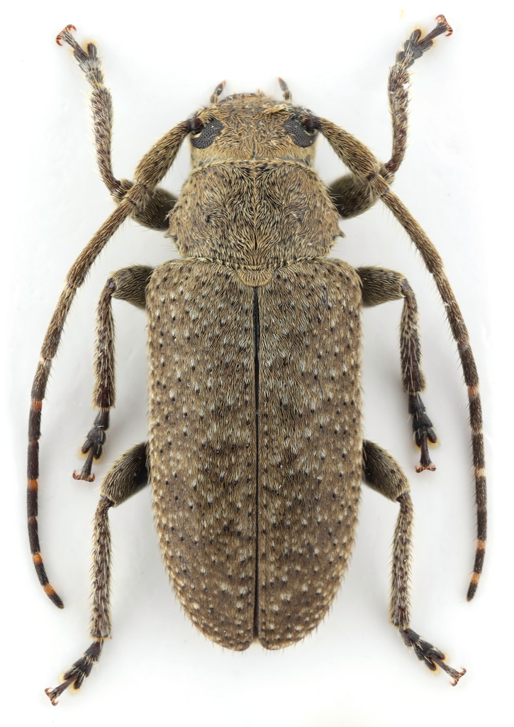 Drycothaea indistincta