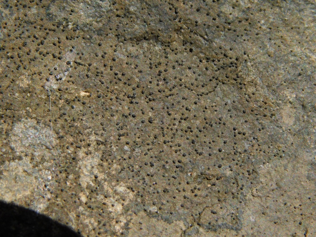 Pseudosagedia guentheri