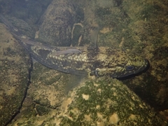 Giant Bully photo 3