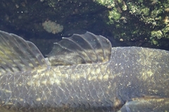 Giant Bully photo 4