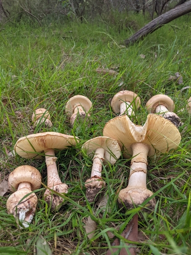 Amanita ochrophylla (Cooke & Massee) Cleland