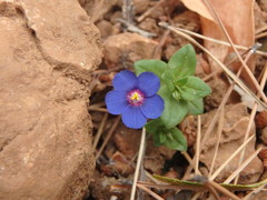 Anagallis