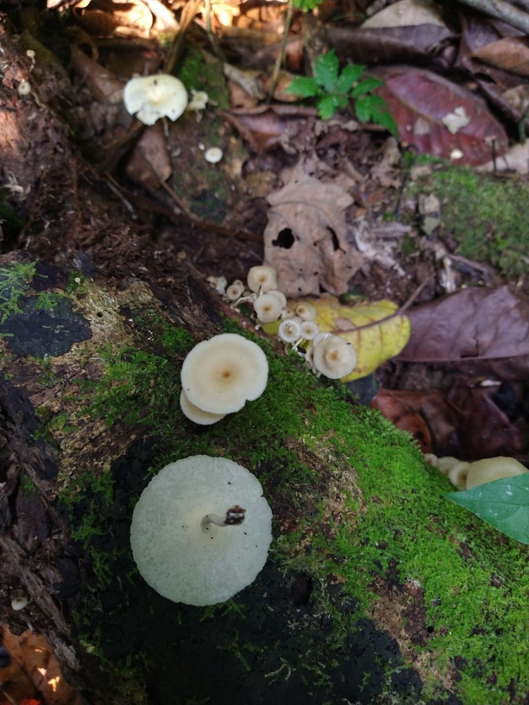 Lentinus flexipes · February 2024 · photo: © paganka (iNaturalist, cc-by-nc)