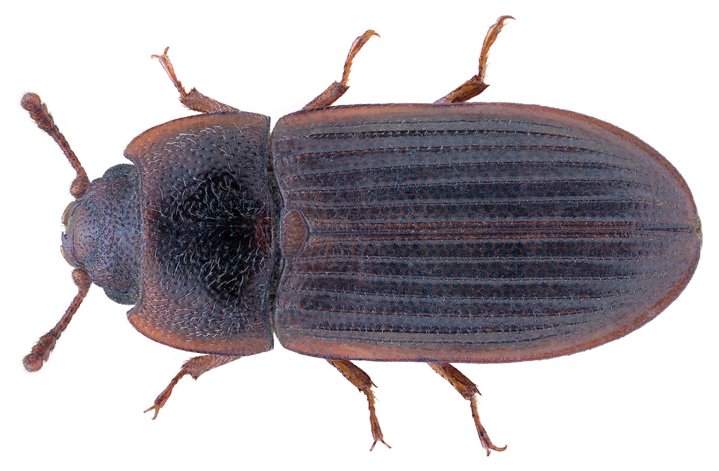 Lophocateres pusillus
