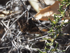 Euclidia ardita