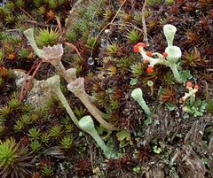 Cladonia albonigra