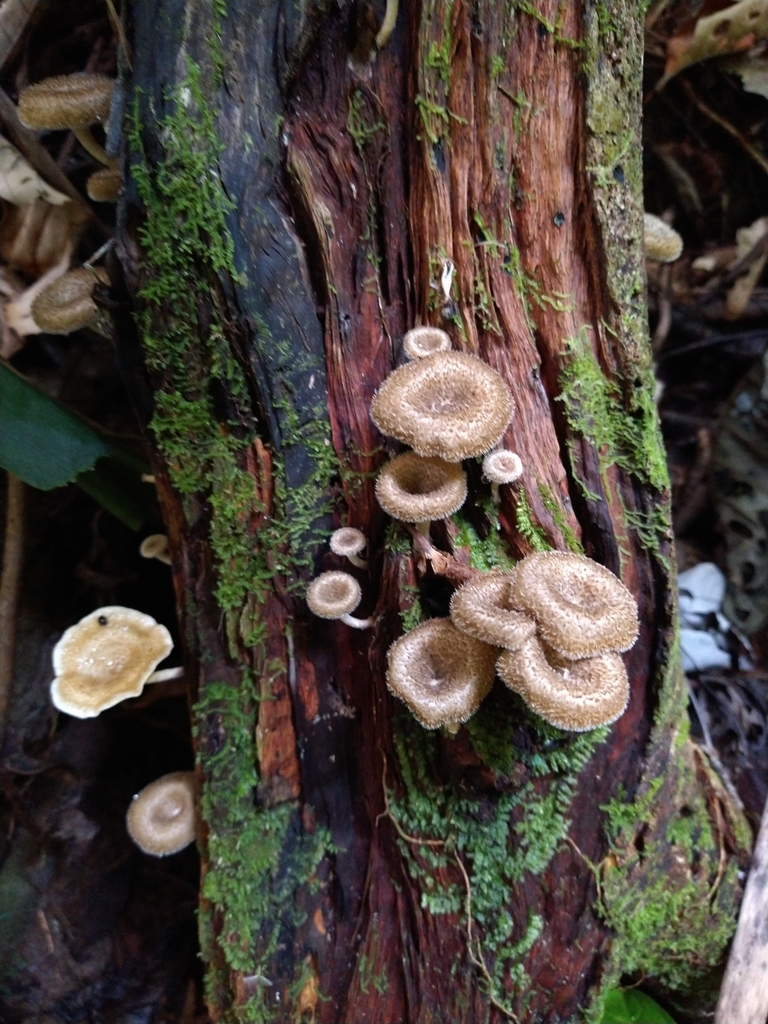 Lentinus crinitus · February 2024 · photo: © paganka (iNaturalist, cc-by-nc)