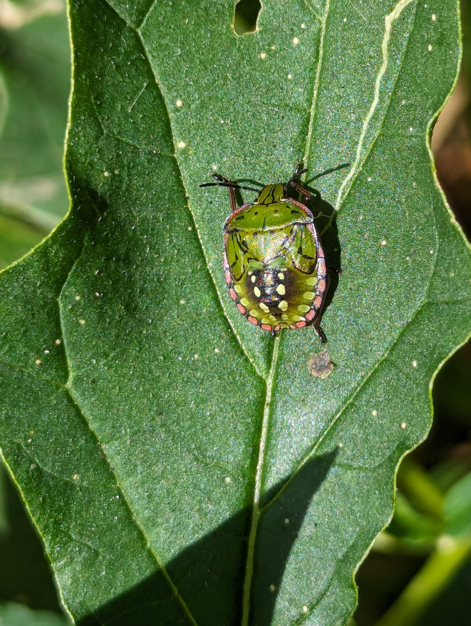 Chinche verde africana