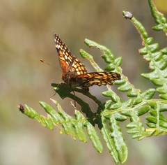 Dermacentor occidentalis