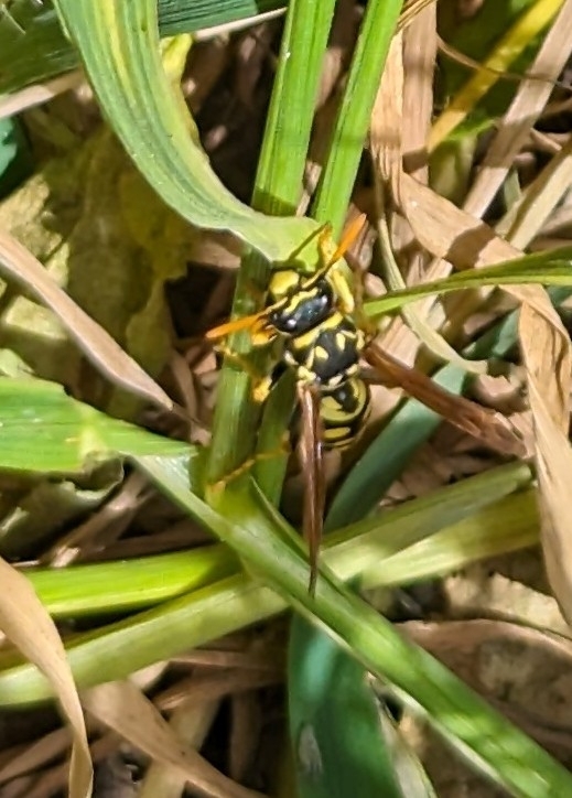 Polistes dominula