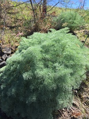 Lomatium columbianum