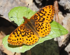 Boloria epithore