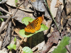 Boloria epithore