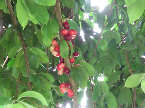 Syzygium malaccense - Leaves