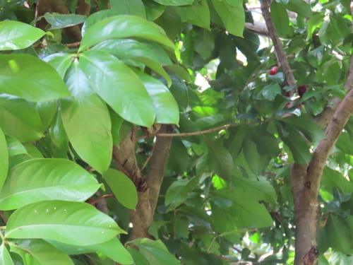 Syzygium malaccense - Leaves