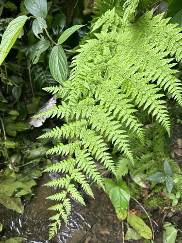 Thelypteris torresiana iNat (3)
