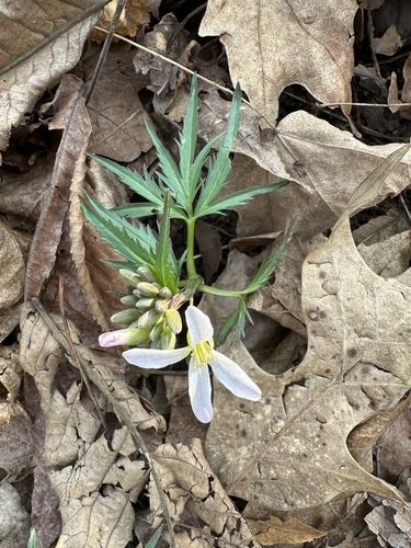 Cut-Leaved Toothwort (Dentaria laciniata)