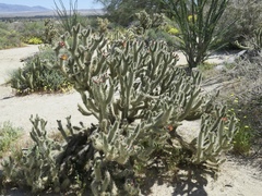 Cylindropuntia wolfii