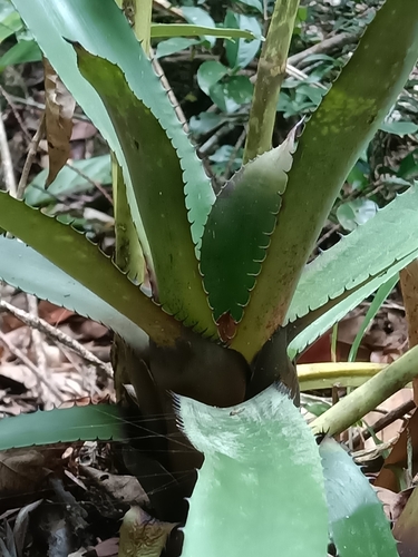 Aechmea melinonii, photograph 4