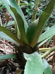 Aechmea melinonii, photograph (c) Guillaume Delaitre, some rights reserved (CC BY)