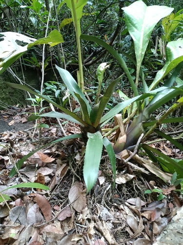 Aechmea melinonii, photograph 5