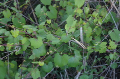 Vitis arizonica