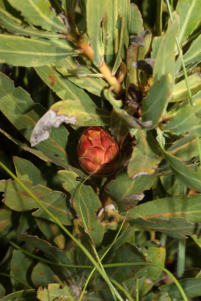 Dainty Dwarf Sugarbush hybrid
