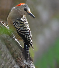 Melanerpes superciliaris