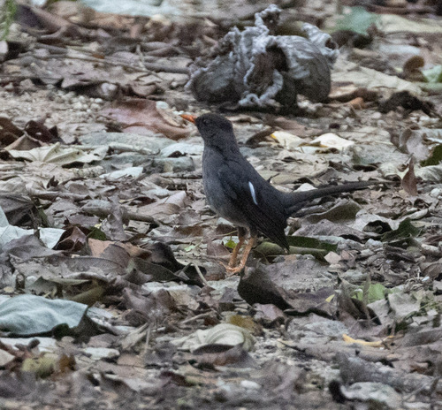 White-chinned Thrush (Turdus aurantius), photo 10
