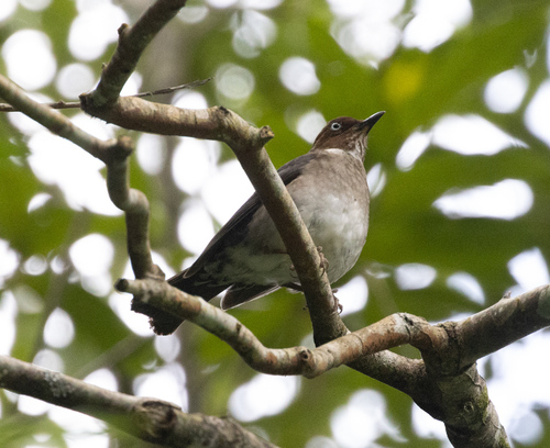 White-eyed Thrush (Turdus jamaicensis), photo 2