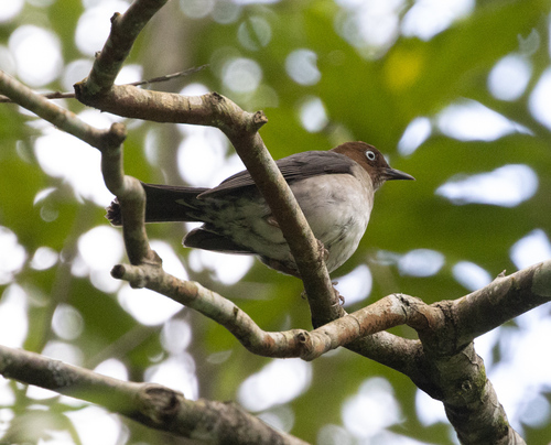 White-eyed Thrush (Turdus jamaicensis), photo 3
