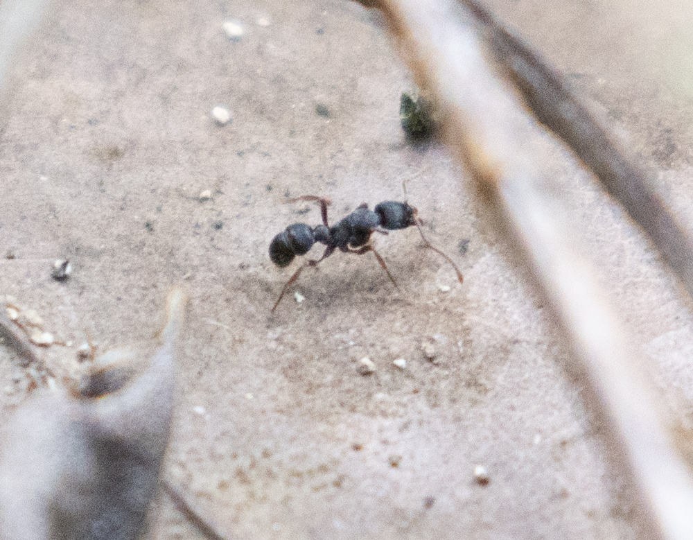 Holcoponera striatula