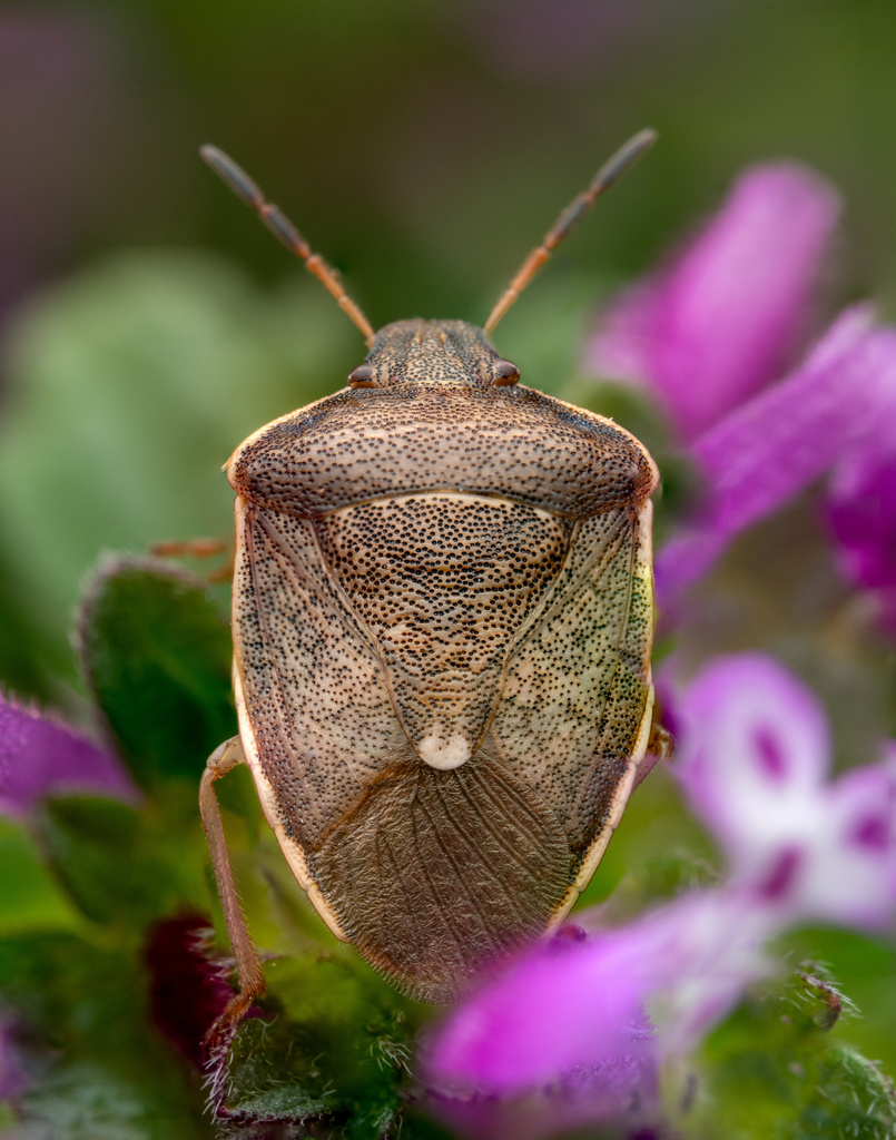 Pale-edged Pentatomid
