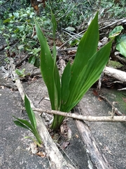 Guillaume Delaitre, CC BY, iNaturalist via GBIF Ludovia lancifolia, photograph Guillaume Delaitre, CC BY, iNaturalist via GBIF
