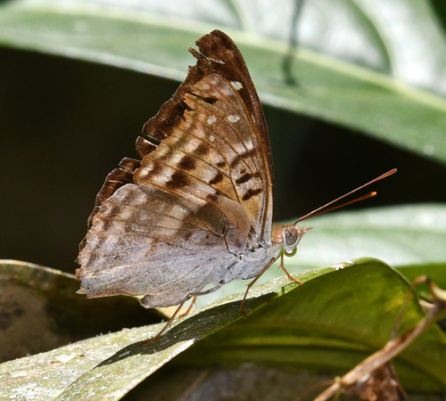 Photo of Turquoise Emperor (Doxocopa laurentia)