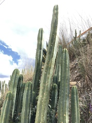 Trichocereus