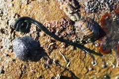 Eulalia microphylla