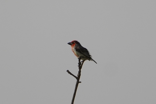 Vieillot's Barbet (Lybius vieilloti), photo 10