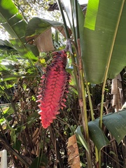 Heliconia mariae image