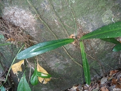 Philodendron linnaei, photograph (c) Guillaume Delaitre, some rights reserved (CC BY)