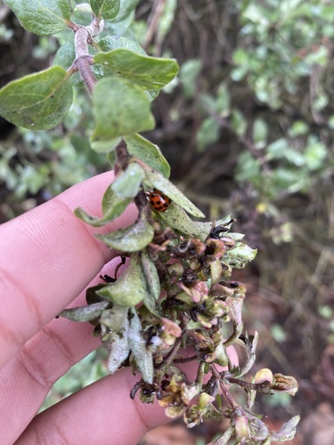 iNaturalist observation photo of Asian Lady Beetle