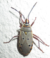 Probergrothius