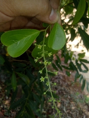 Celastrus paniculatus paniculatus