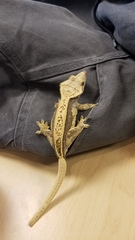Correlophus ciliatus