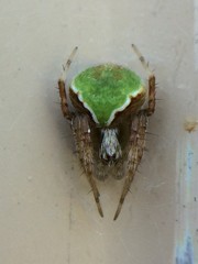 Araneus detrimentosus