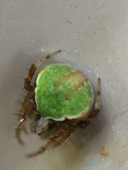 Araneus detrimentosus